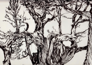 un arbre particulièrement contourné dans la forêt des Genévriers Thurifères