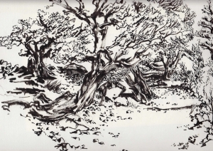 Le chemin dans la forêt des Genévriers Thurifères de Saint Crépin 05