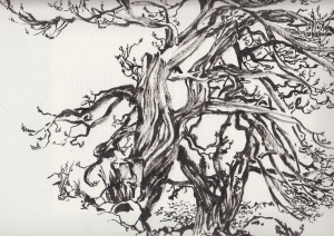 deux arbres dans la forêt des Genévriers Thurifères de Saint Crépin 05